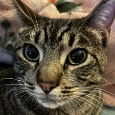 Janie