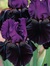 Tonya S...