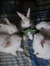 bunnyg1rl