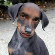 Tyree