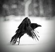 Raven 