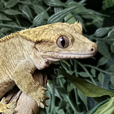 mourningecko