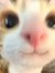 Ele