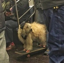 Szczur!