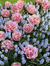 Garden ...