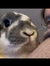Ester