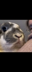 Ester