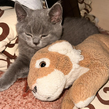 inessa
