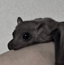 ᵖ ᵃ ᵗ ʳ ʸ ᶜ ʲ ᵃ