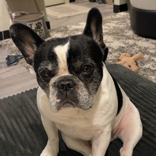 Heidi