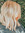 Rachel Ternstrom