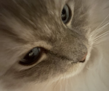 Landrie