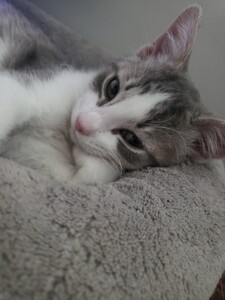 Sophia