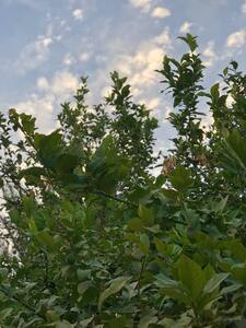 ميسون النعاس