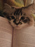 a' ッ