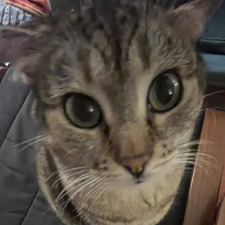han
