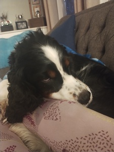 Molly