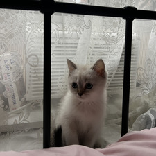 Elsa