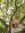 lianna -