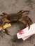 crab