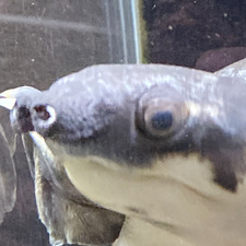 Christopher Lundsgaard