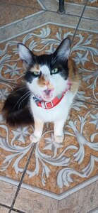 Mewfig