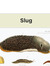 slug
