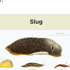 slug