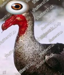 ⋆˙⟡✿˖˚Cloaca Consumer˚❀⋆✴︎˚｡⋆