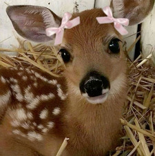 &#x1d4b8;&#x1d4bd;&#x1d4ce; ‎&#x13212; ˖ ࣪ &#x1d717;&#x1d71a;