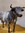Crazy cow | 1 comments