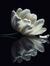 Zhavia ...