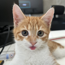 Artemis
