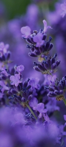 Елена Јолева