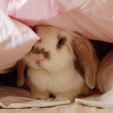 Bup