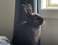 Mischa