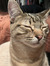 Kat