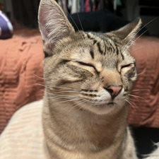 Kat