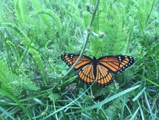 Giulia