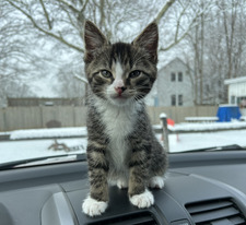 Kat (Taylor’s Version)