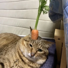 Pipeepeep