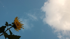 Awan