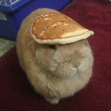 Aloe Ronen
