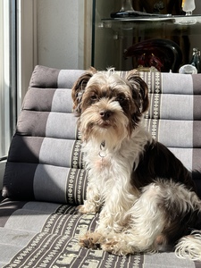 Emmie