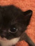 shoug