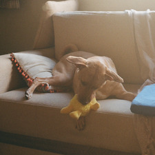 Bernardo Vasconcellos