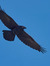 Raven