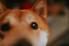 Scoofy, First of her name
