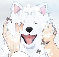 ilikesupperfluffydawgs