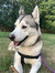 Skye